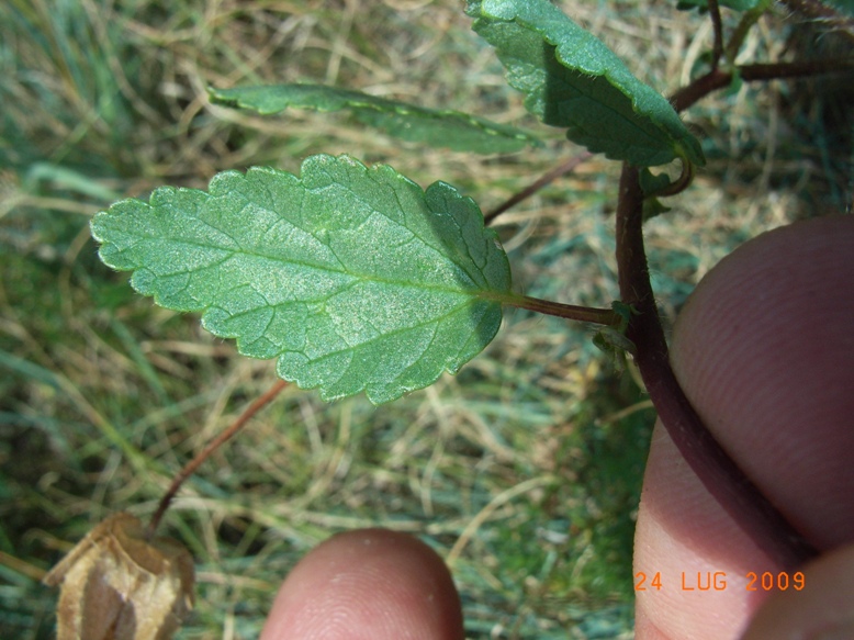 Malope malacoides /  Malope